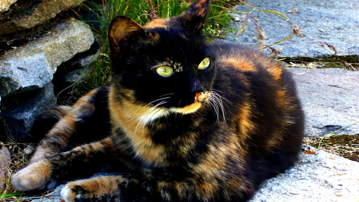 Tortoiseshell Cat порода