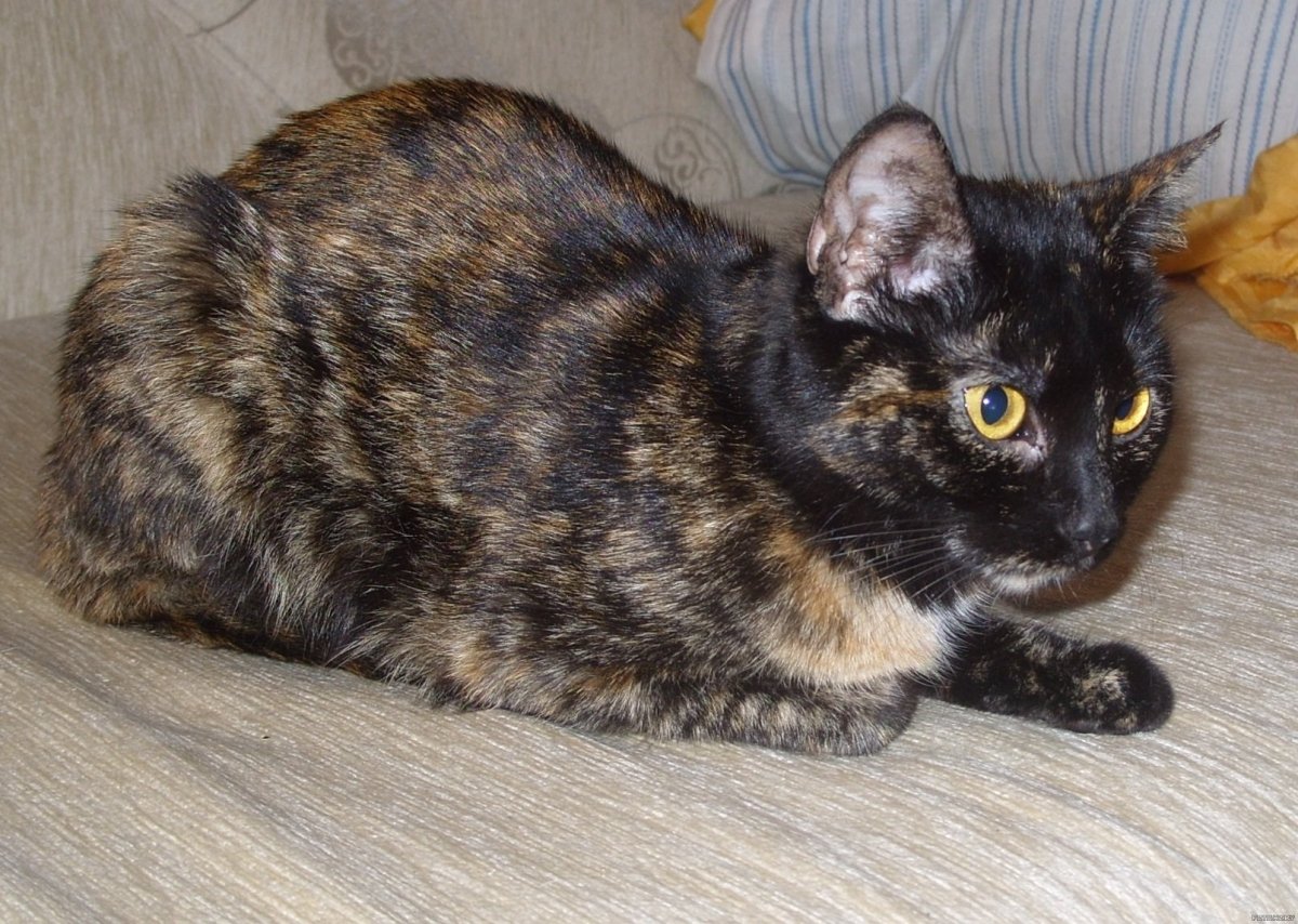 Британка черепахового окраса