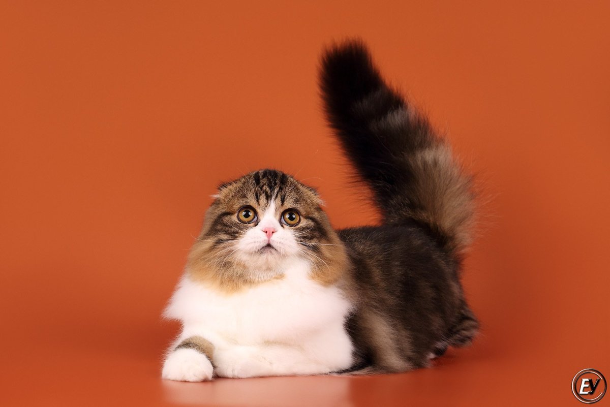 Черепаховый вислоухая длинношерстная