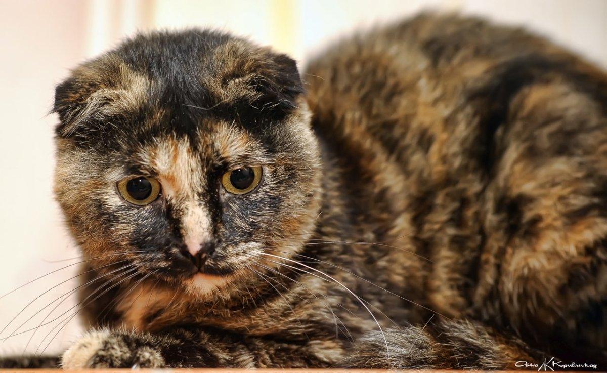 Британская кошка вислоухая окрас Черепаший