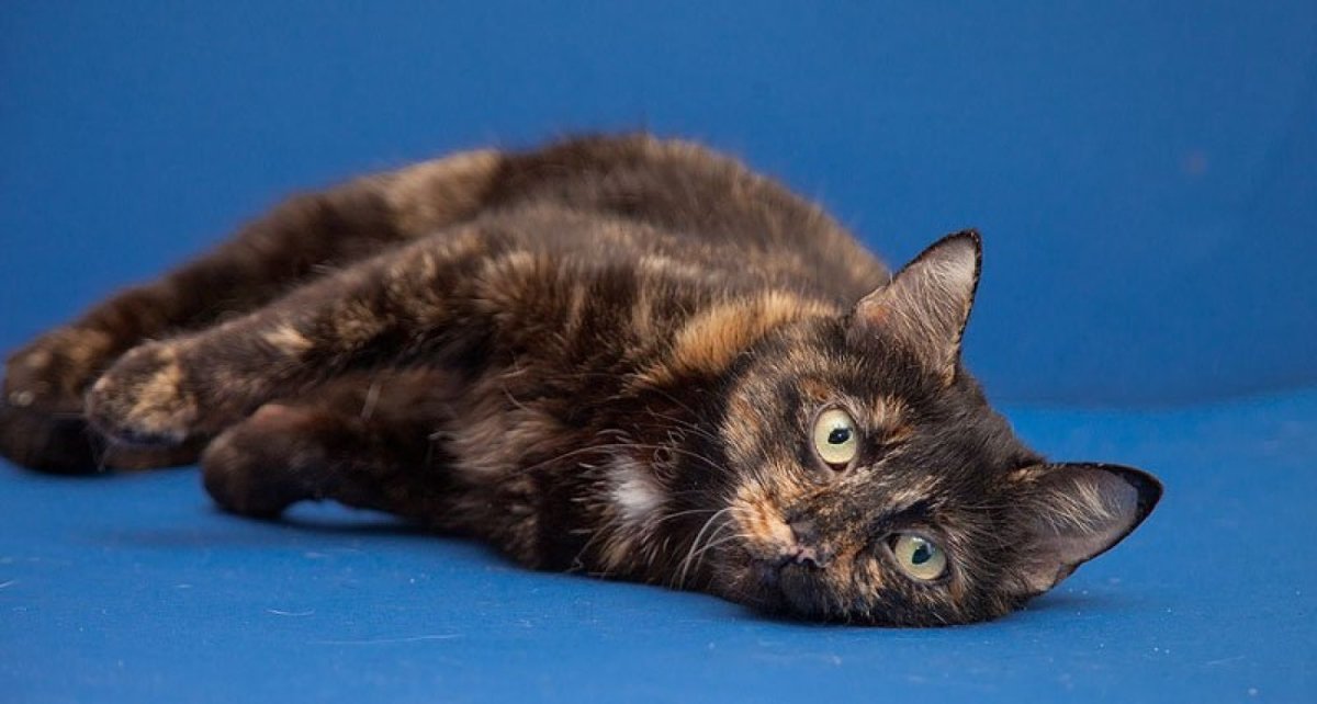Черепаховый окрас у кошек