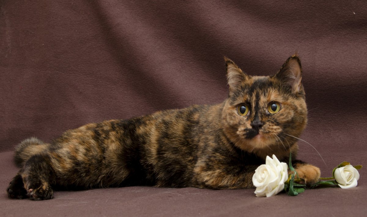 Британская черепаховая кошка