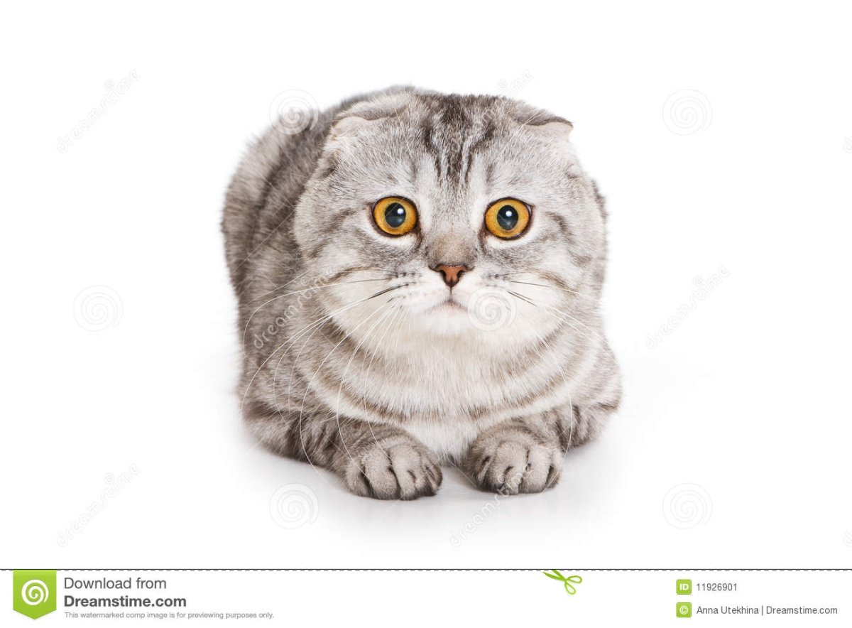 Шотландская вислоухая кошка без фона