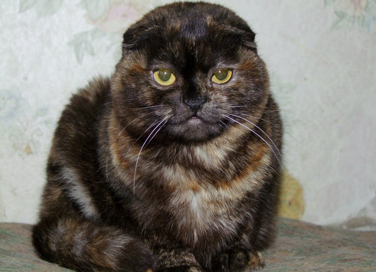 Британская вислоухая черепаховая кошка