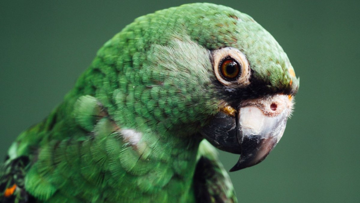 Зеленый попугай картинки