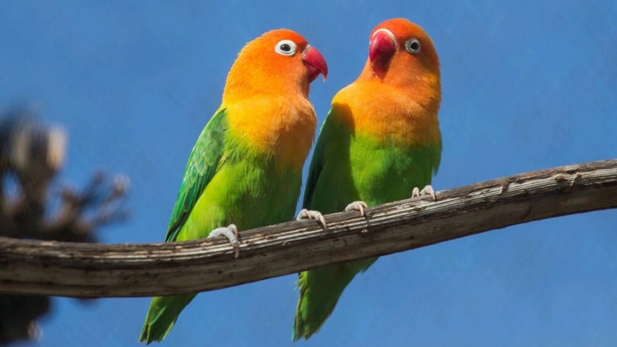 Милые неразлучники