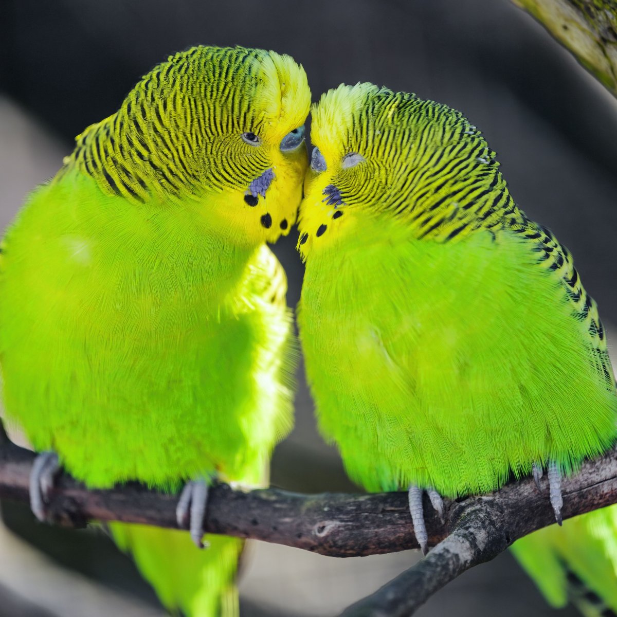 Волнистый попугай