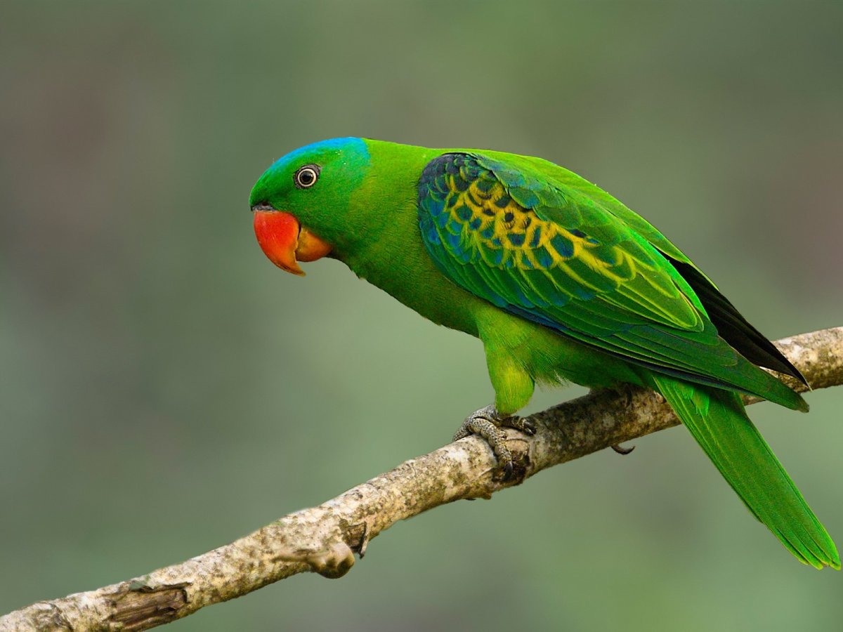 Изумрудный кольчатый попугай