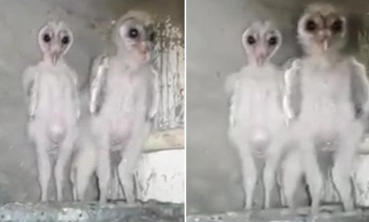 Сова сипуха без перьев