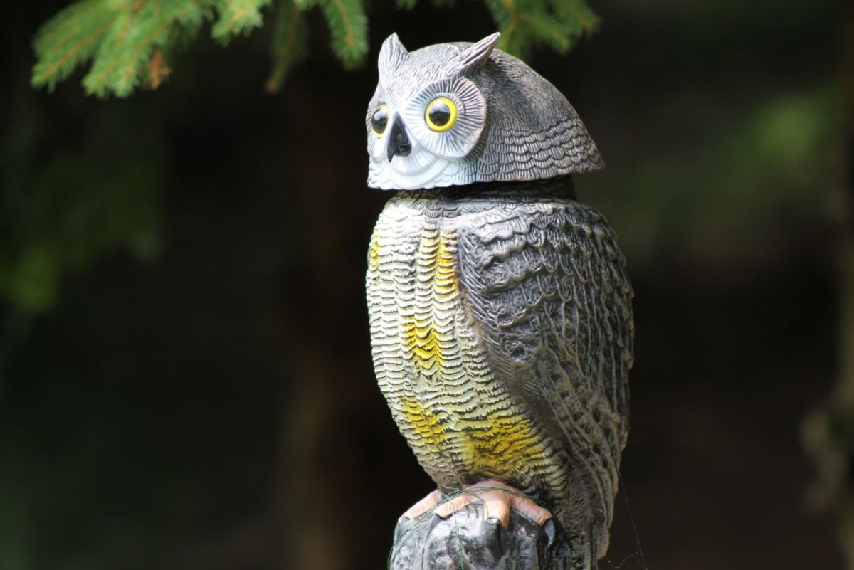 Сова в окне