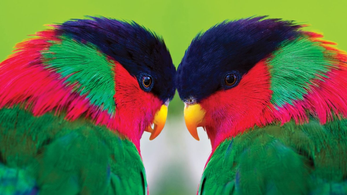 Картинки на рабочий стол попугаи
