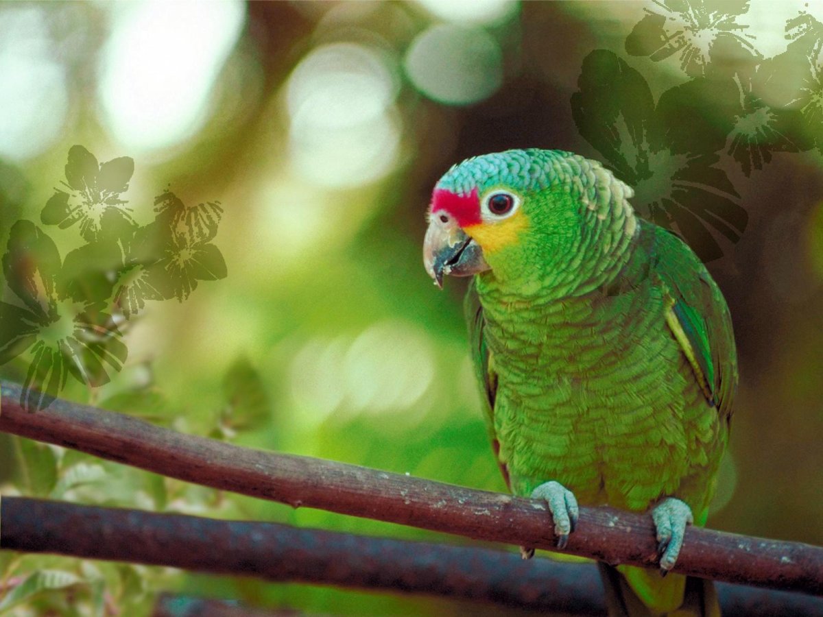Салатовый попугай