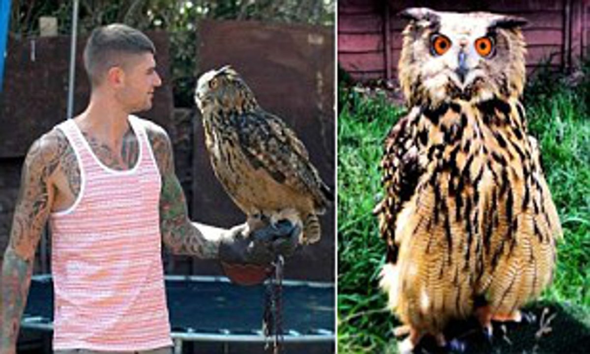 Плешивая Сова