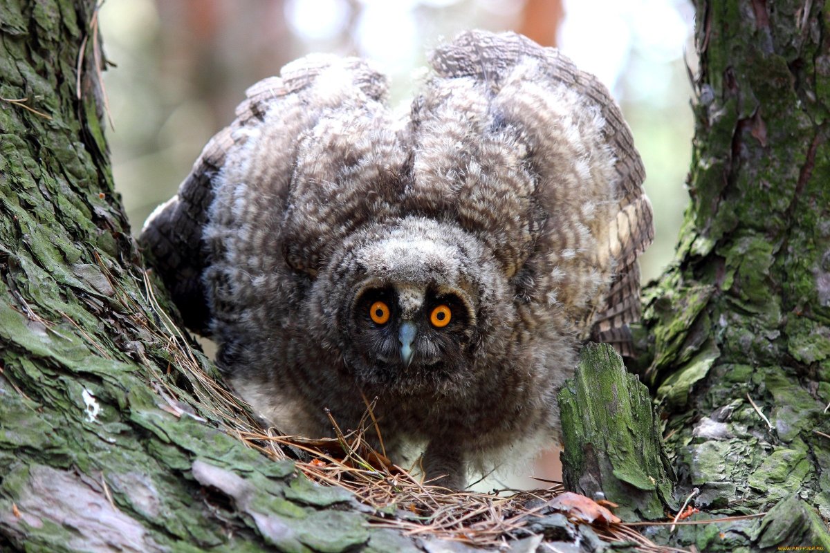 Филин злится