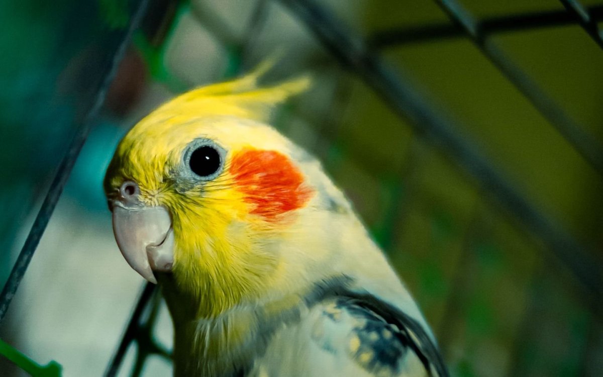 Корелла желтый