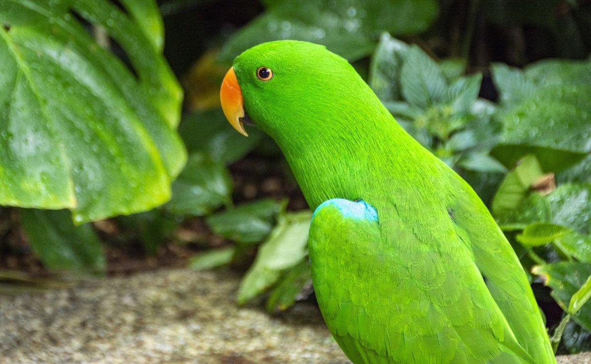 Зеленый попугай порода
