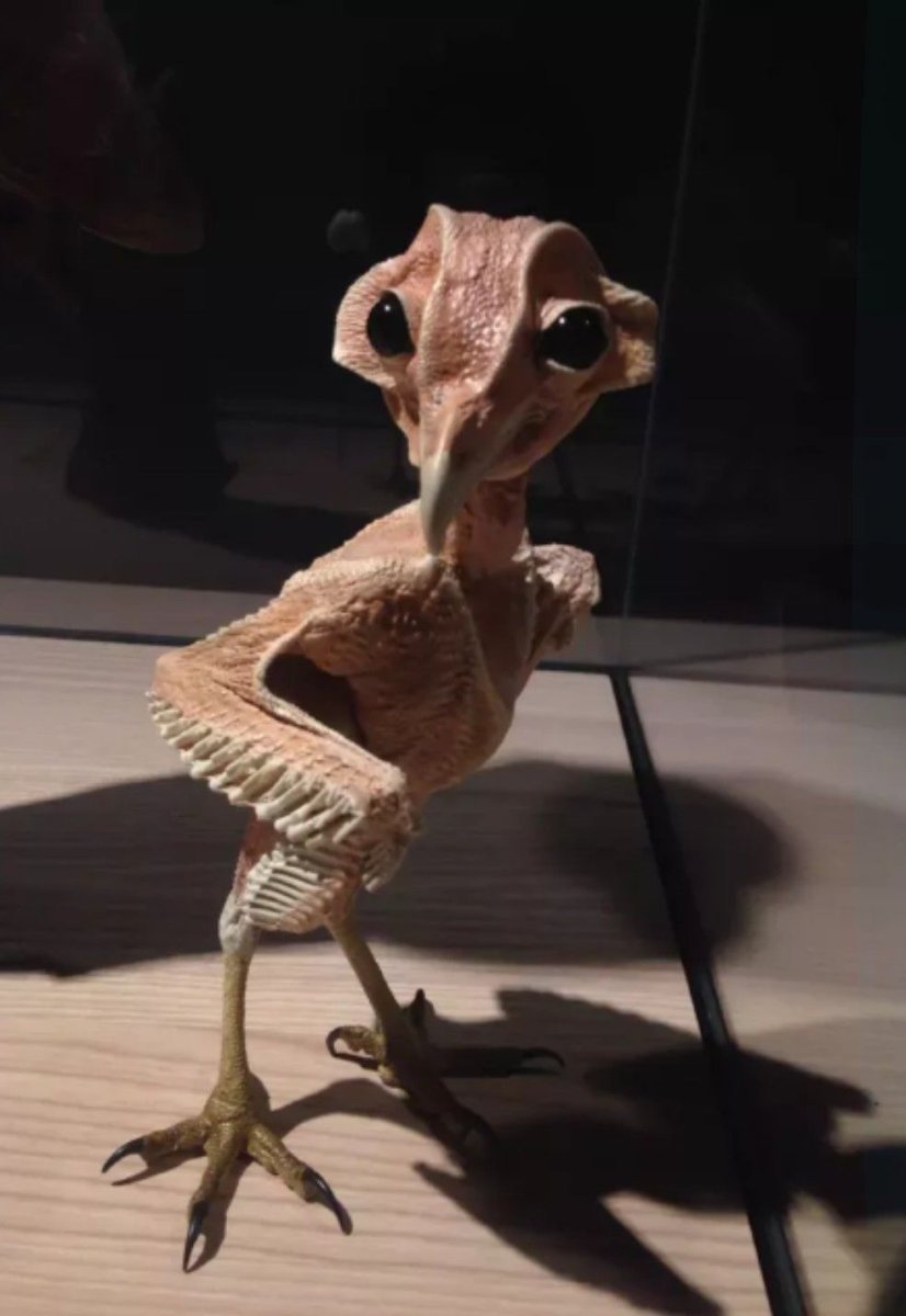 Ощипанная Сова