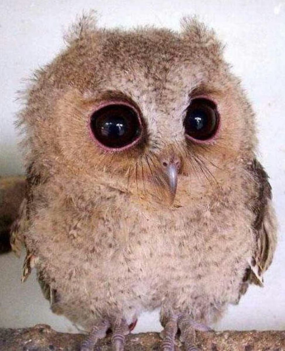 Жако и корелла