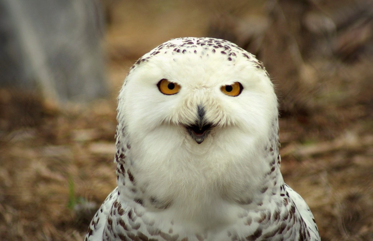 Белая Сова с желтыми глазами