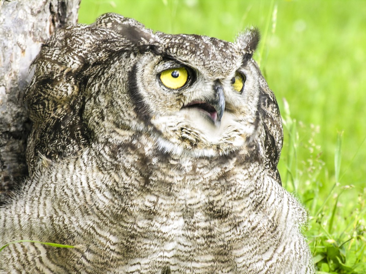 Перо серой неясыти