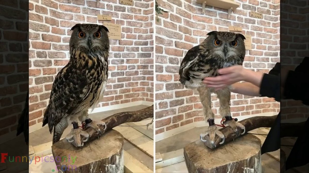 Лапы Совы без перьев