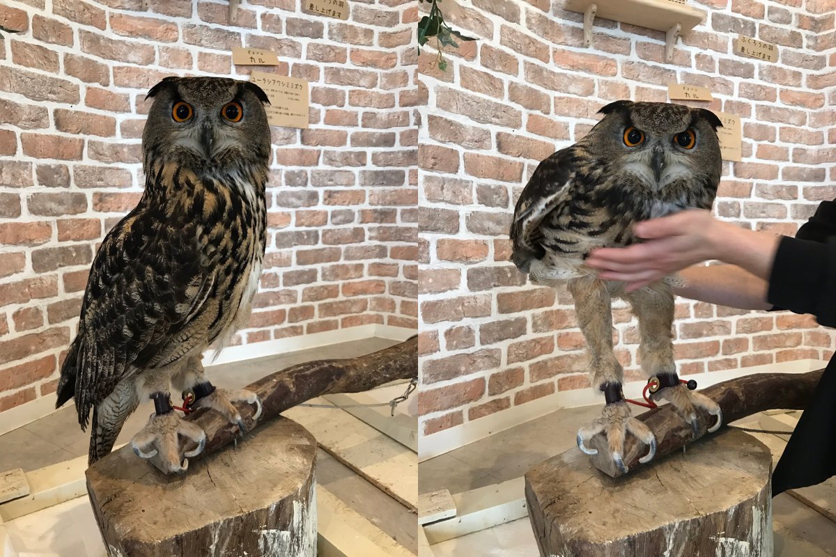 Ощипанный волнистый попугай