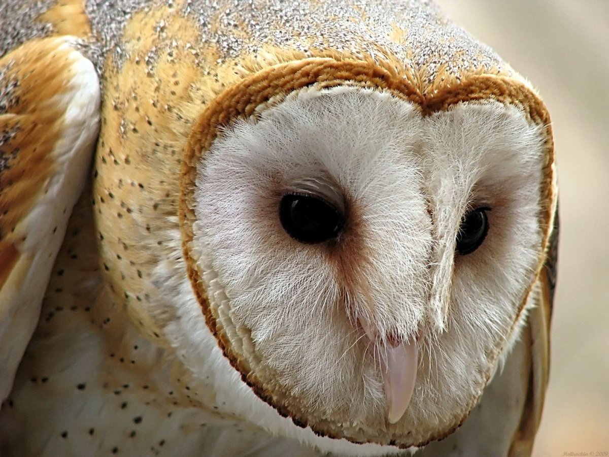 Сова сипуха голова