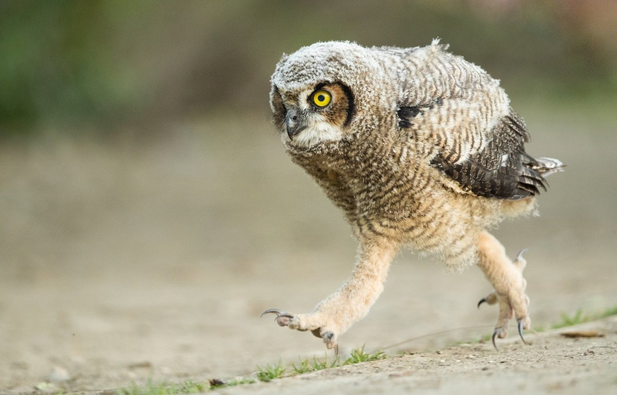 Перуанская Сова