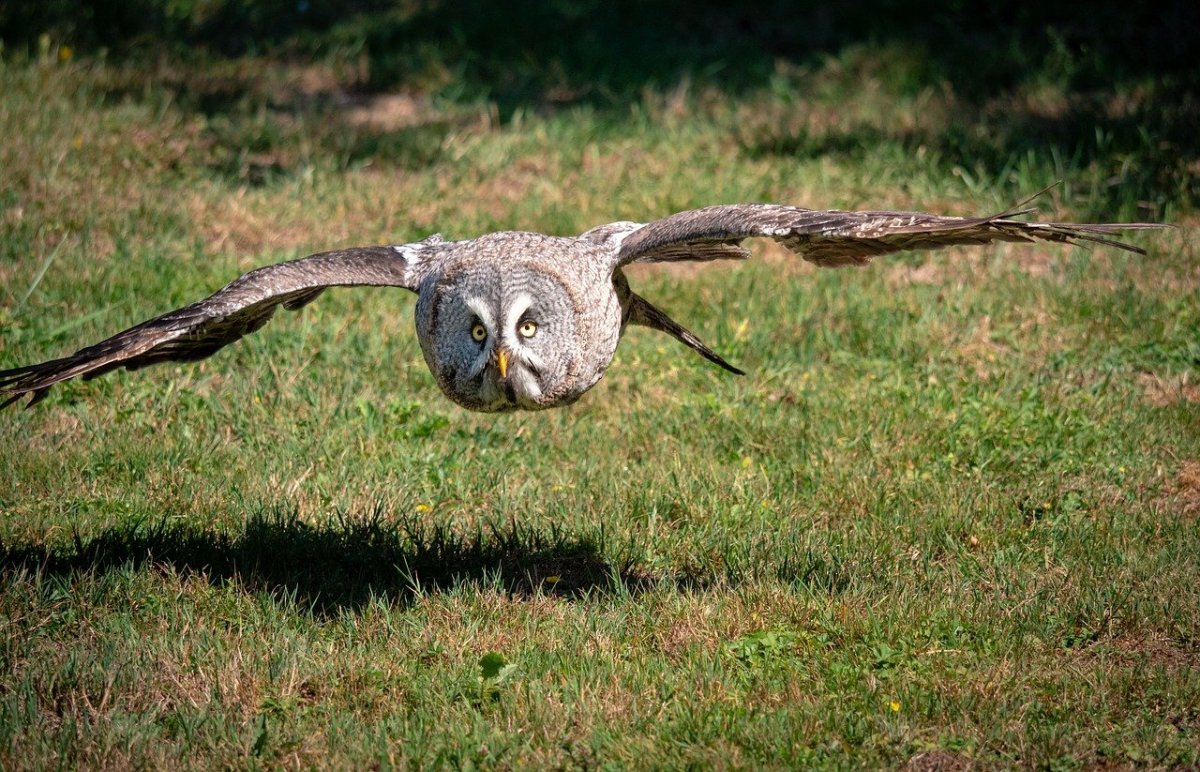 Серая Сова с желтыми глазами