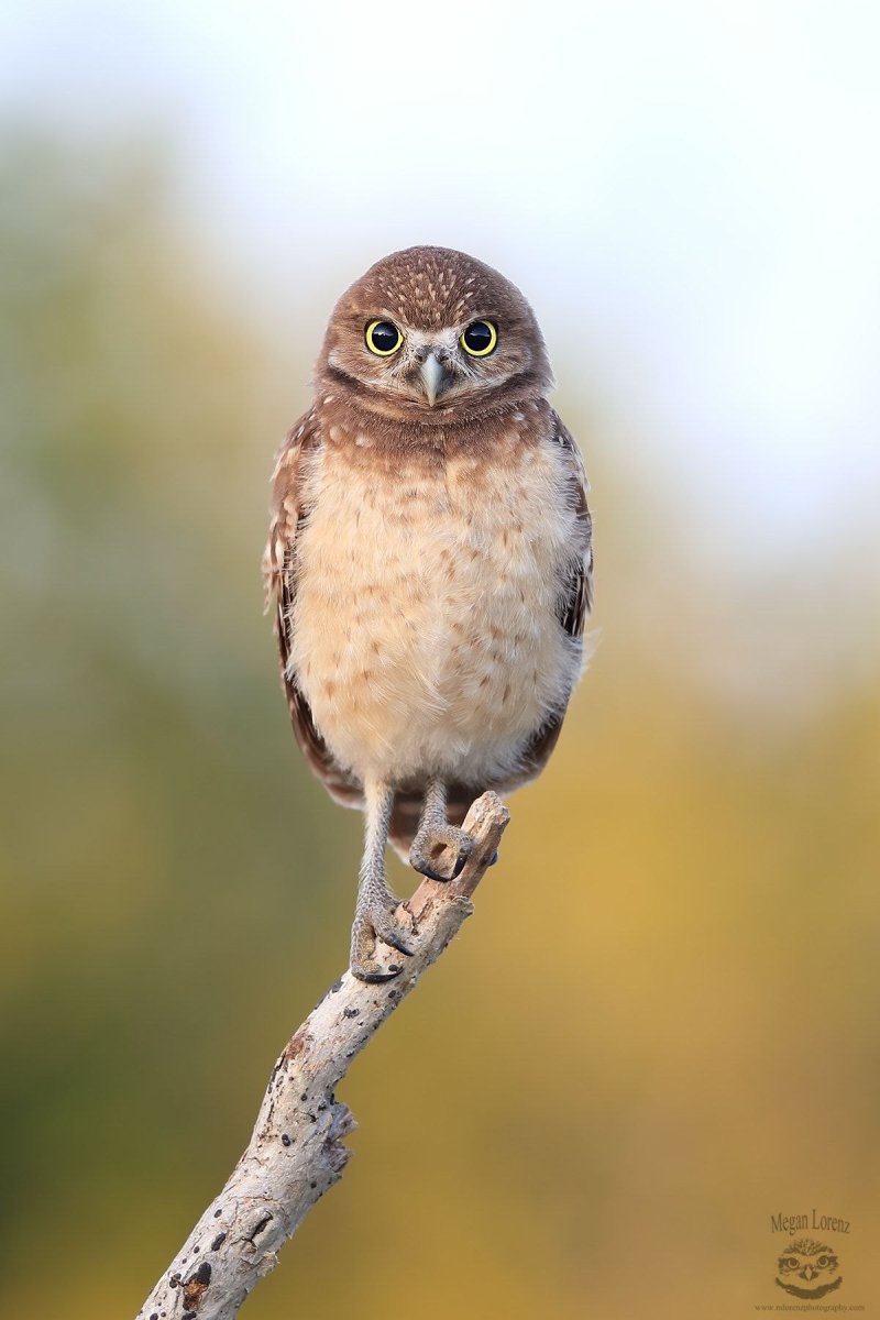Сова наклонила голову