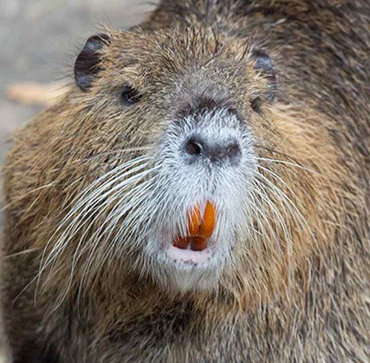 Нутрия болотный Бобр