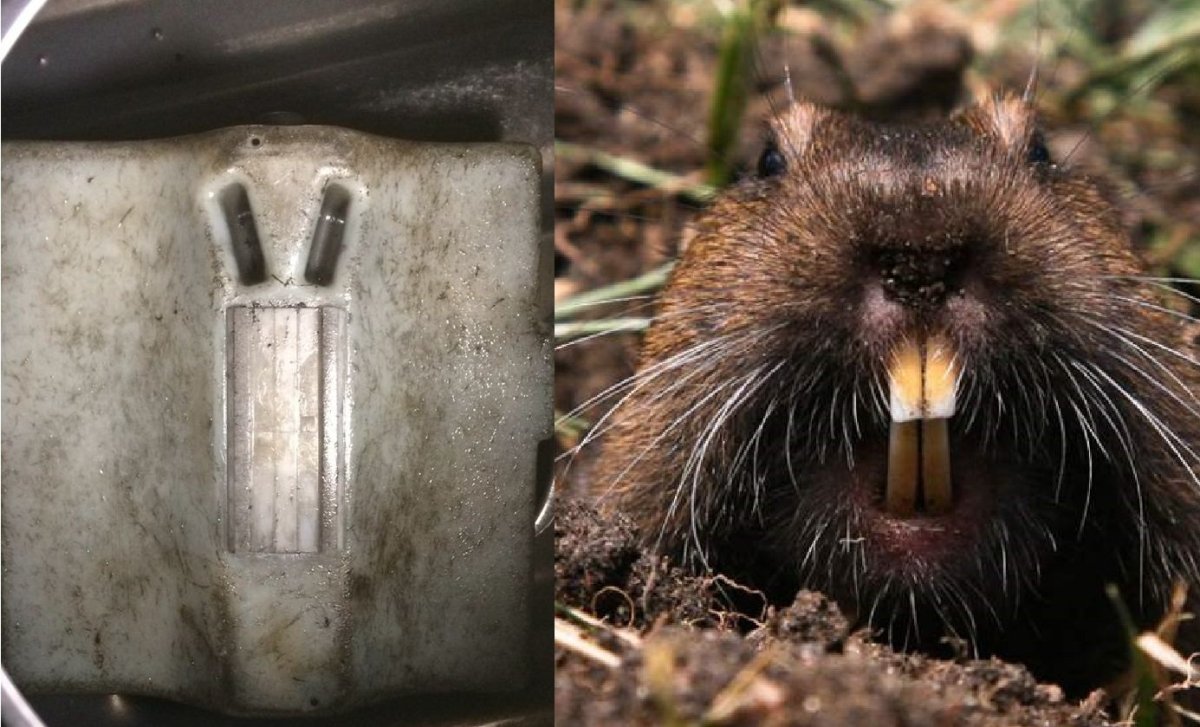 Бобер нутрия и ондатра