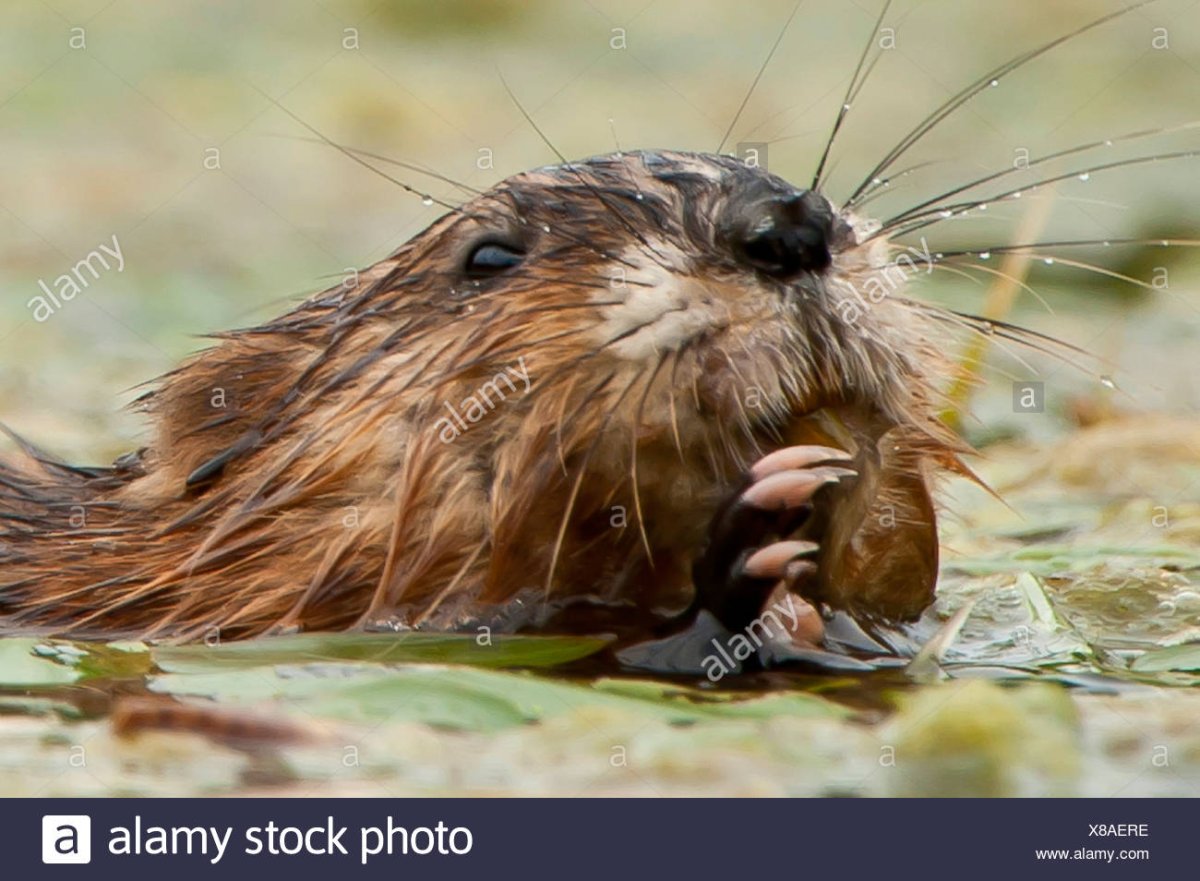 Бобр нутрия