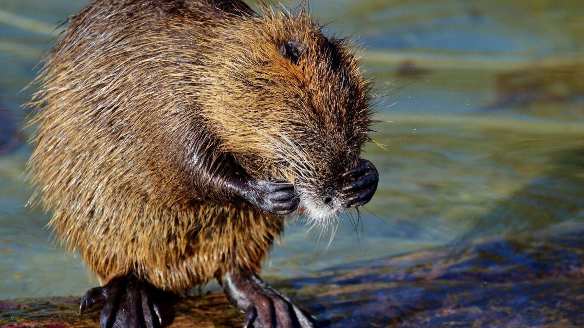 Ондатра и бобер