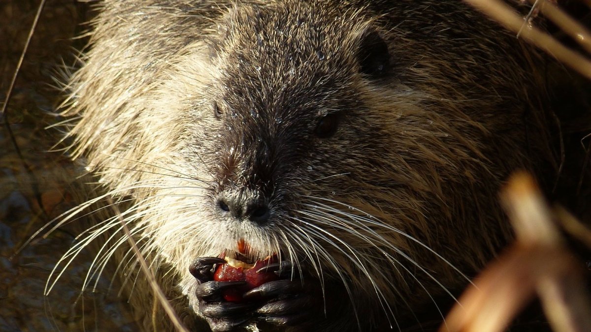 Бобры в Пензенской области