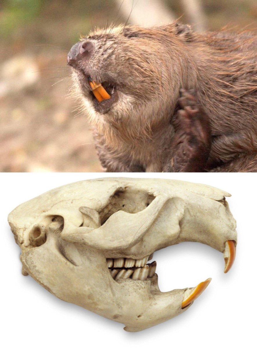 Нутрия на белом фоне