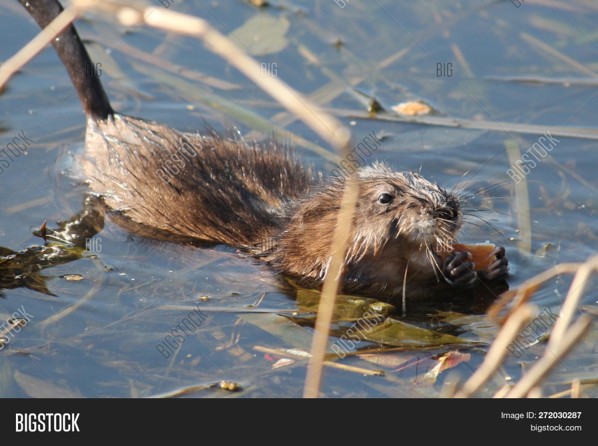 Ондатра опасна для человека
