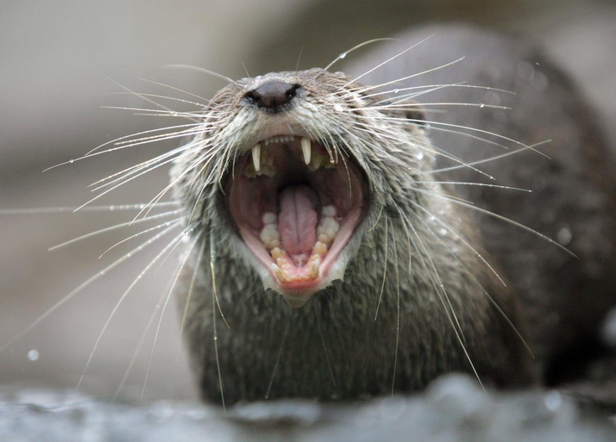Выдра зубы