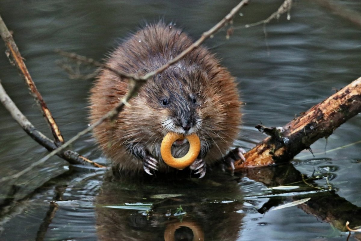 Капибара улыбается