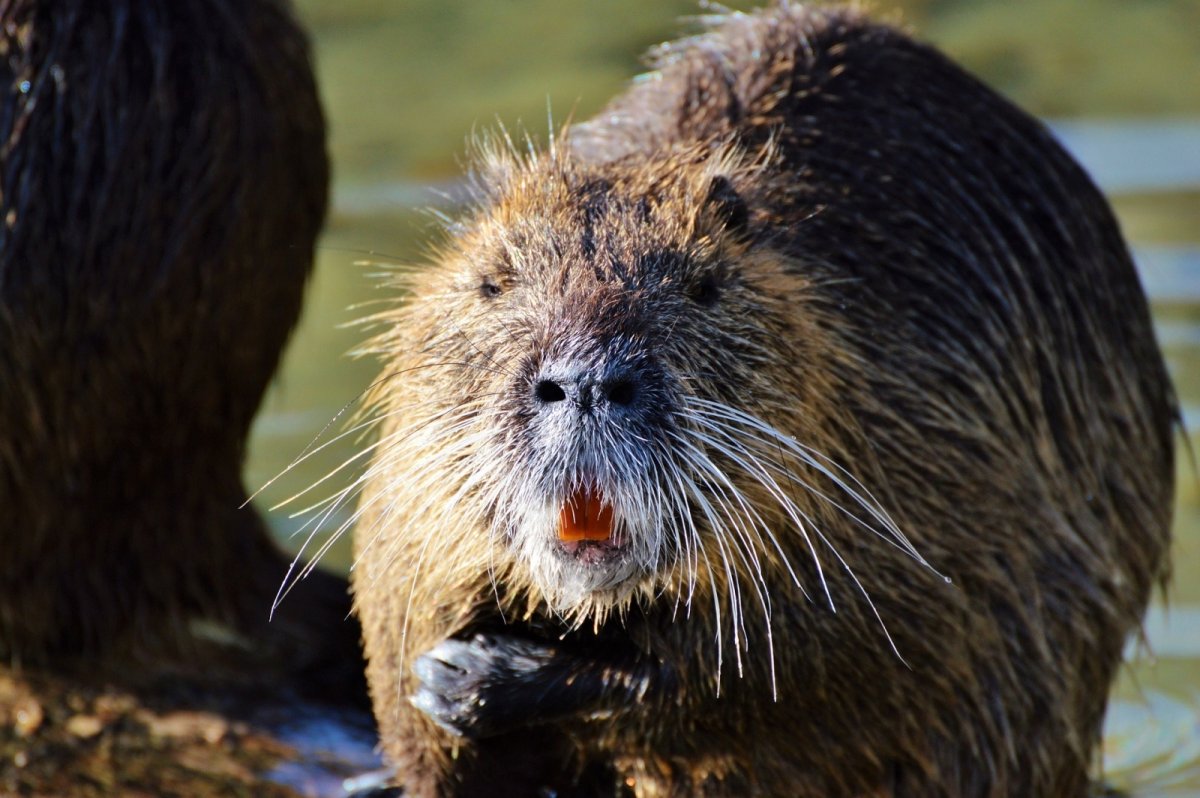 Водяная полёвка нутрия