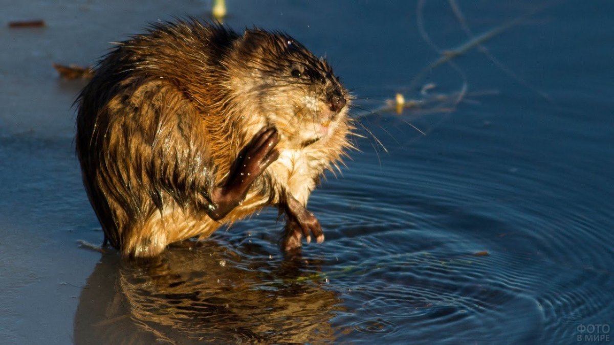 Мокрая ондатра