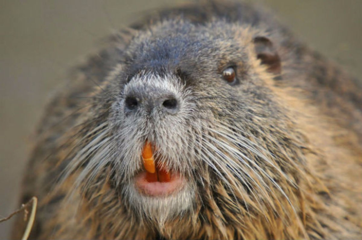 Выдра ондатра нутрия