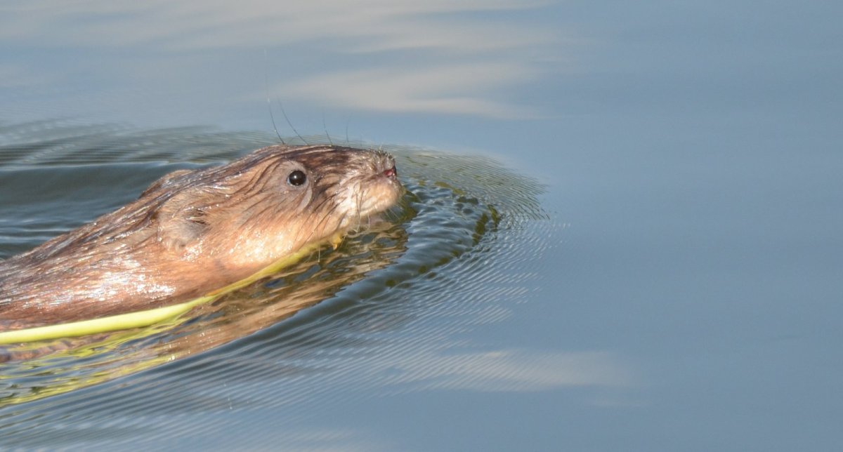 Ондатра зубы