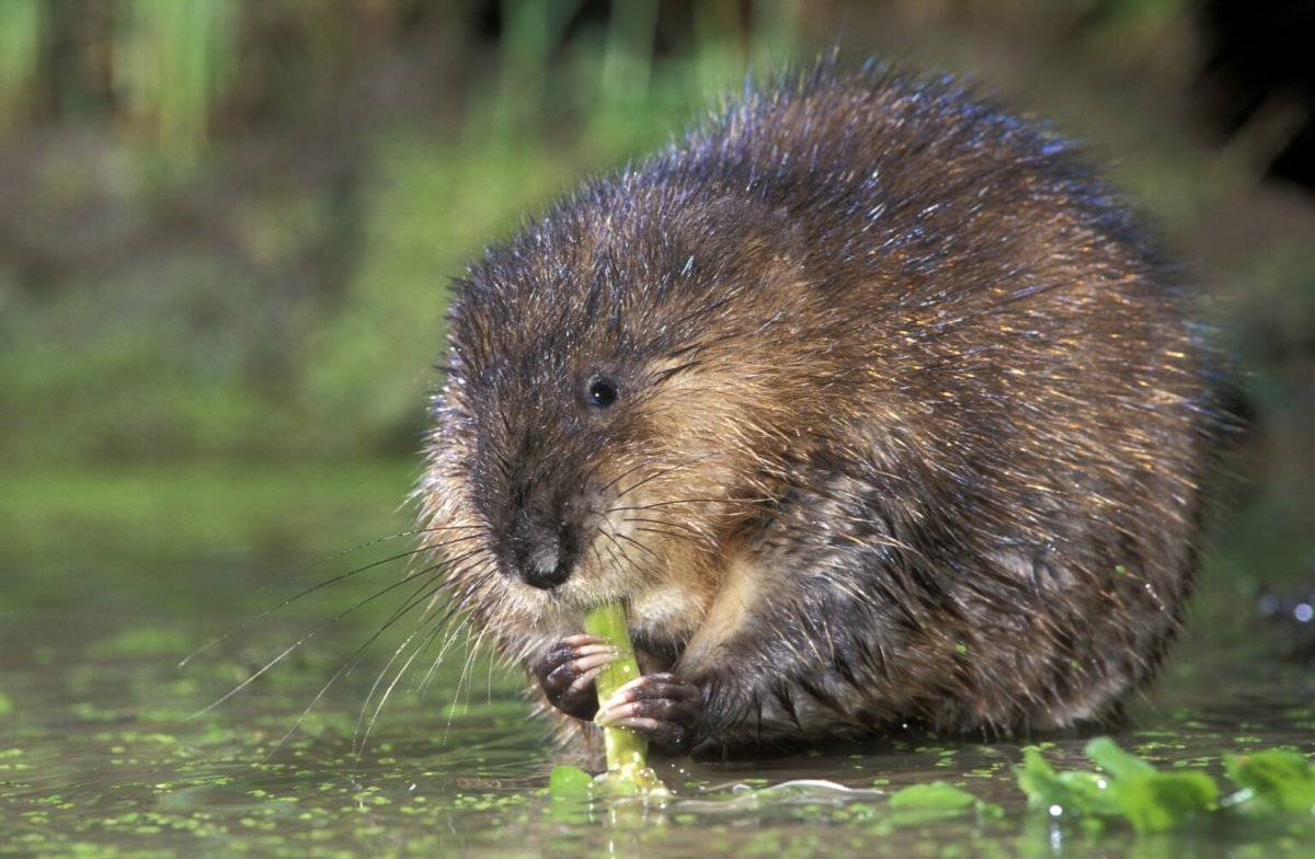 Водяная крыса ондатра