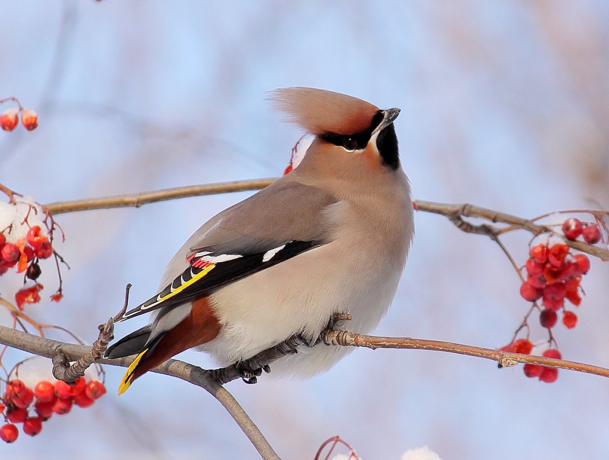 Хохлатые свиристели птенцы