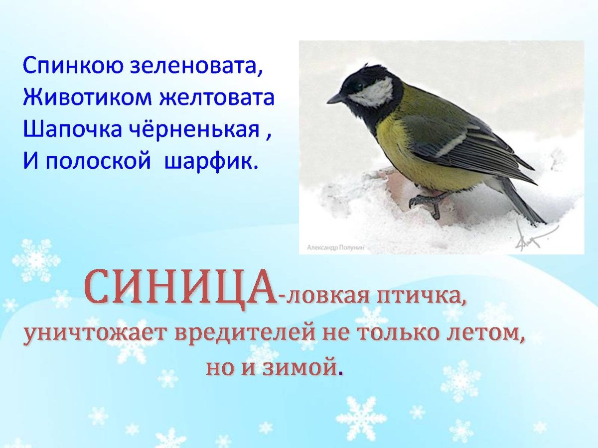 Зимующие птицы Владимирской области