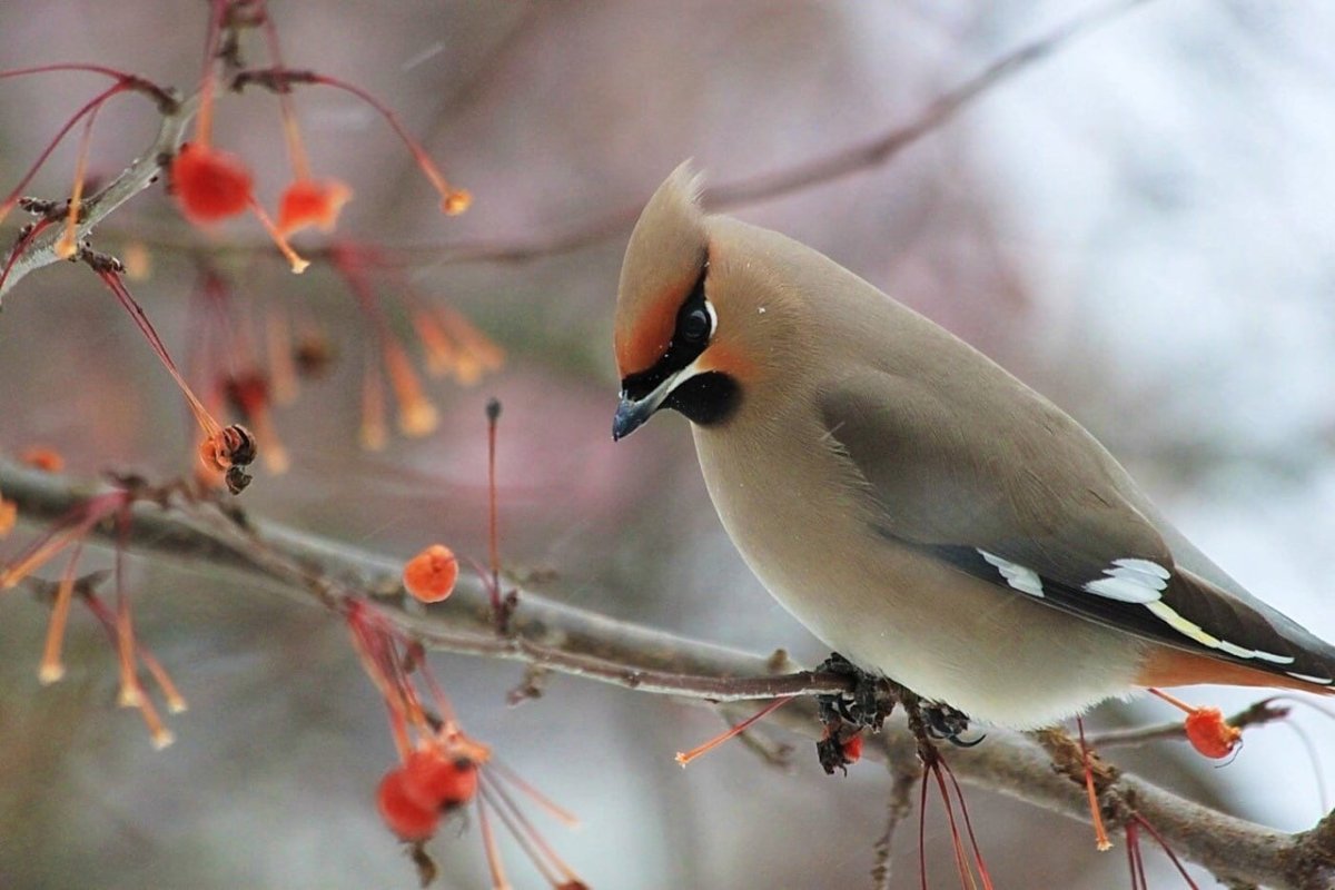 Синиц, Щеглов, снегирей, соек, чечеток, свиристелей