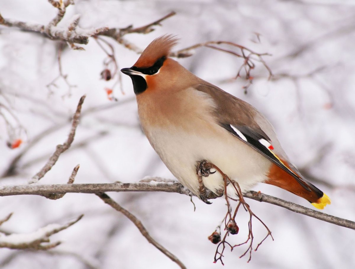 Птицы Снегири, синицы воробьи зимующие