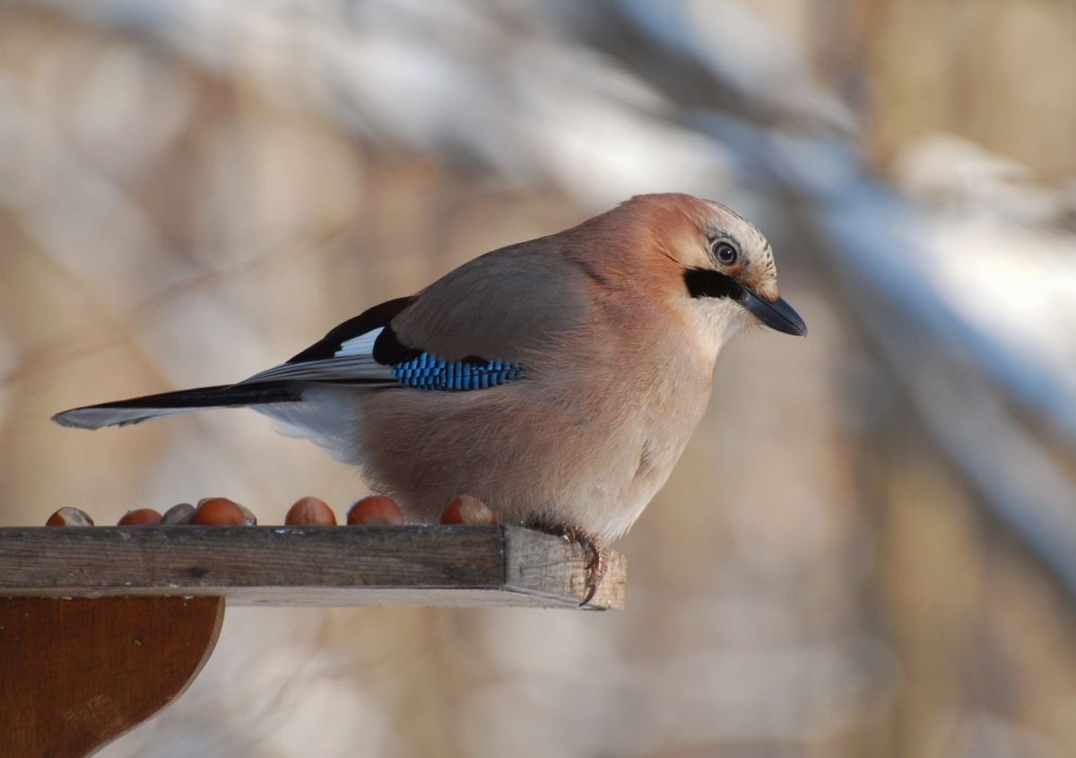 Зимующие птицы Алтайского края Снегири