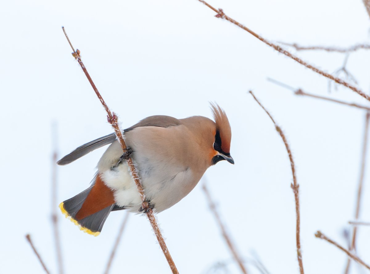 Свиристель зимующая птица